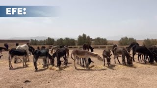 El refugio que da a los burros de Marruecos una segunda oportunidad [upl. by Orlando]