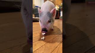 Petunia discovered popcorn pig piggy animals cute petpig silvershed silvershedhomestead [upl. by Ajssatsan]