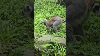 環尾狐猴Ringtailed Lemur與褐狐猴Brown LemurTaipei Zoo [upl. by Eednus691]