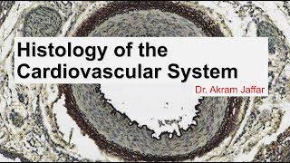 Histology of the cardiovascular system [upl. by Hellene]