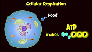 Glycolysis and Exploding Sugar Demo [upl. by Clerissa392]