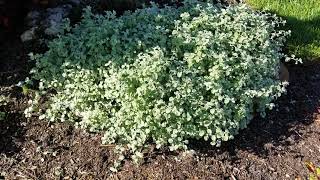 Licorice Plant Helichrysum petiolare [upl. by Eniortna]