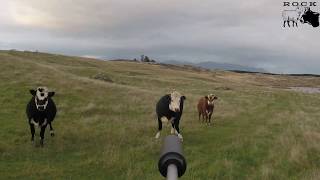 Cattle kill shot compilation [upl. by Oicam]