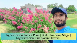 lagerstroemia Indica Plant  Peak Flowering Stage  Full bloom Flowers  Horticulture  2k24 [upl. by Tu]