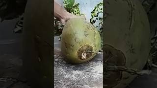 Fresh coconut water amazing Indonesia coconut water and fresh coconutcuttingfruitcoconutamazing [upl. by Dlorad99]