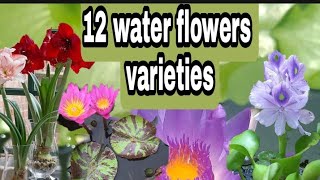 12 different kinds of water flowernamesmga pangalan ng halaman [upl. by Doykos]