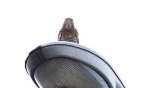 Greyfaced Buzzerd call Butastur indicus HD youtube stabilizer test [upl. by Reedy323]