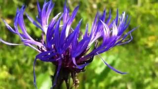 Mountain Cornflower Centaurea Montana  20120519 [upl. by Enom996]