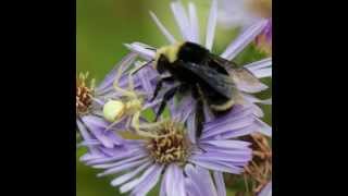 Crab spider attacking bumblebee at Jedediah Smith State Park [upl. by Shirleen]