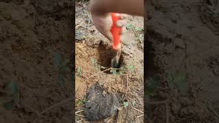 Palmyra palm tree seed are being planted P11 shorts nature [upl. by Ecaidnac927]