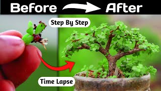 Jade Bonsai Making From Branch Cutting [upl. by Narmi]