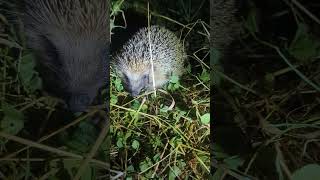 My best hedgehog short yet hedgehog garden [upl. by Arela]