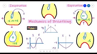 Mechanism of Breathing  Respiratory Physiology  Med Madness [upl. by Soma]