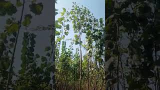 Information about Italian poplar farming 03120151856 [upl. by Nevil267]