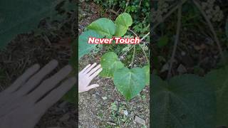 सबसे खतरनाक पौधा l Gympie Gympie l The amazing plant l trending viralvideo learnwithme [upl. by Suzy803]