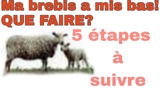 MA BREBIS A MIS BAS QUE FAIRE En français [upl. by Merrel]