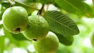 Amrud Ke Patte Khane Ke Fayde  Amrud Ke Patte Khane Se Kya Hota Hai  Guava Plant Care viralvideo [upl. by Aeht]