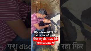 Cervicitis बच्चे दानी के मुँह पर गाँठshorts animals viralvideo trending youtubeshorts farming [upl. by Garvin]