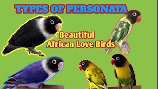 DIFFERENT TYPES OF PERSONATA AFRICANLOVE BIRDS africanlovebirds birdsprice parakeets birdslover [upl. by Arracahs]