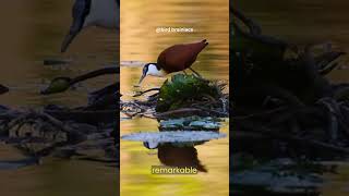 Why Can Jacanas Walk on Water The Surprising Reason Revealed nature birds jacana shorts [upl. by Sussi]