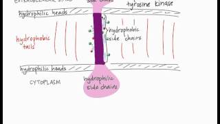 Transmembrane Proteins [upl. by Aitetel]