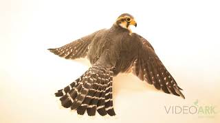 A male federally endangered Northern Aplomado falcon Falco femoralis septentrionalis [upl. by Molohs545]