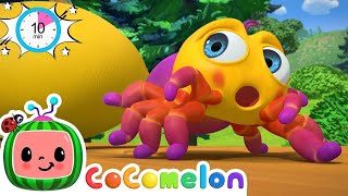 Itsy Bitsy Spider  CoComelon Nursery Rhymes amp Animal Songs [upl. by Eerrahs581]