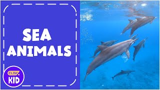 ClevKid  Dive into the Ocean and Learn About Sea Animals for Kids Toddlers amp Preschool [upl. by Enhpad]