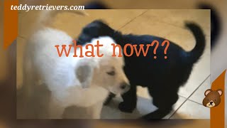 🐻HOW can they DO THIS 😯🫢 trending puppy viral puppies labrador x golden retriever puppies [upl. by Irret]