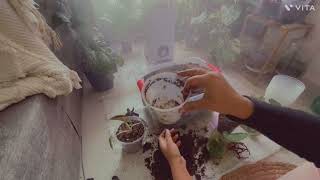 2024 Plant Chores  Winter repot and unboxing of aroid mix [upl. by Velick]