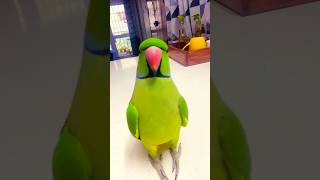 My beautiful talkative parrot zoomi viralvideo parrot sound [upl. by Kiraa]