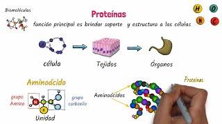 Proteínas Biomoléculas [upl. by Jer]