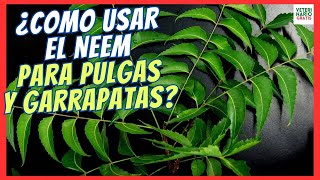 🎲 ¿COMO USAR EL NEEM PARA ELIMINAR GARRAPATAS Y PULGAS EN PERROS HUMANOS Y EN LA CASA 🎲 [upl. by Bollay]