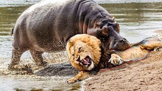 15 Brutal Hippo Attacks Caught on Camera [upl. by Refitsirhc410]