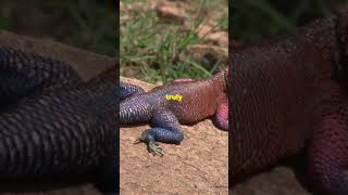 Agama Lizard  Everything You Need to Know [upl. by Bishop]