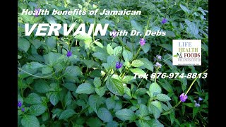 VERVAIN herb health benefits with Dr Debs  Nov 17 2020 wwwdebrawilliamsjacom [upl. by Jillayne990]