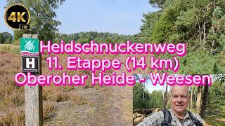 Heidschnuckenweg 11 Etappe 12 km Oberoher Heide  Weesen  4K HD [upl. by Ordep44]