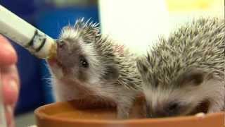 Cutest Baby Hedgehogs Ever  Cincinnati Zoo [upl. by Nomla]