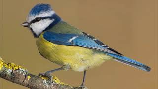 Herrerillo común Cyanistes caeruleus Canto [upl. by Kauslick]