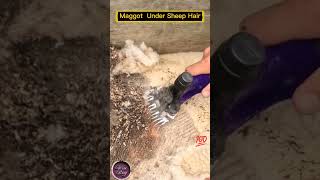 Amazing😱 Maggot Found in Sheep Hair Maggot Sheep health [upl. by Scoles]