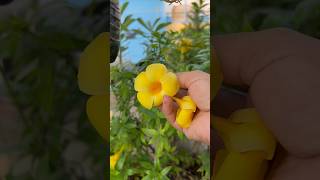 🌱Allamanda plant care 🌼homegarding 🏡🧑‍🌾🌼🥰ytshots viralshorts [upl. by Hayott]