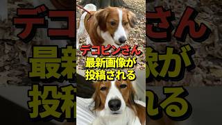 ㊗️55万再生！【速報】大谷翔平が愛犬デコピンの写真をインスタに投稿したと話題に！ワールドシリーズ優勝の喜びと共に！shorts 大谷翔平 野球 [upl. by Genni929]