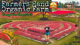 FARMERS HAND ORGANIC FARM  quotJumarap Banga  The Beautiful quot BangaTheBeautiful DonJuanDer [upl. by Refinej330]