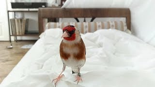 Tame goldfinch waking up owner [upl. by Rew384]