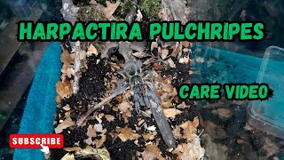 Harpactira pulchripes nature video all wildlife [upl. by Col]