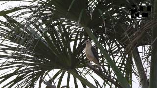 Moriche Palm Aguaje Mauritia flexuosa HD Stock Video Footage 1 [upl. by Artened770]