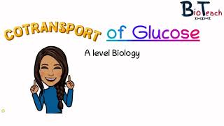 Cotransport of Glucose and Amino Acids A level Biology BioTeach [upl. by Wakefield]