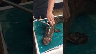 Quickest way to do a fish p11♥️ shorts fishing trending viralvideo viralshorts [upl. by Kilmarx203]