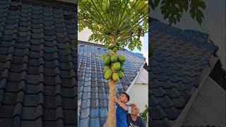 Boyka Harvesting Papayas Fresh Fruit from the Garden [upl. by Alokin231]