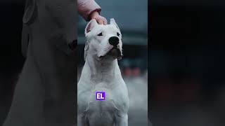 ¿Qué Perro Se Atrevería a Enfrentar a un León 🦁👀 perro perrogracioso perrosdeguardia pitbull [upl. by Eetsim188]